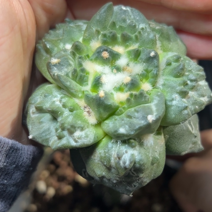 138 实生袖蒲嫁接