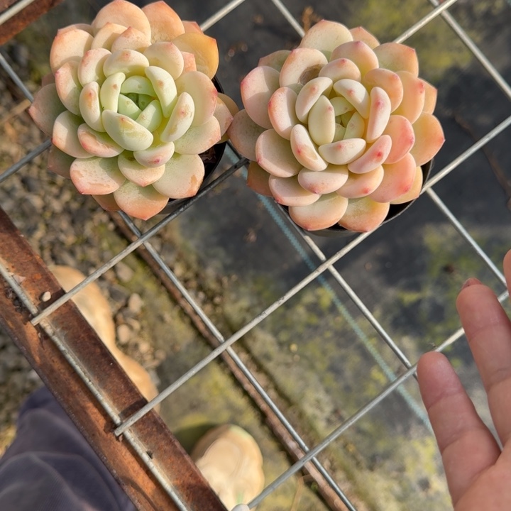 9.9块2颗多肉植物绿植