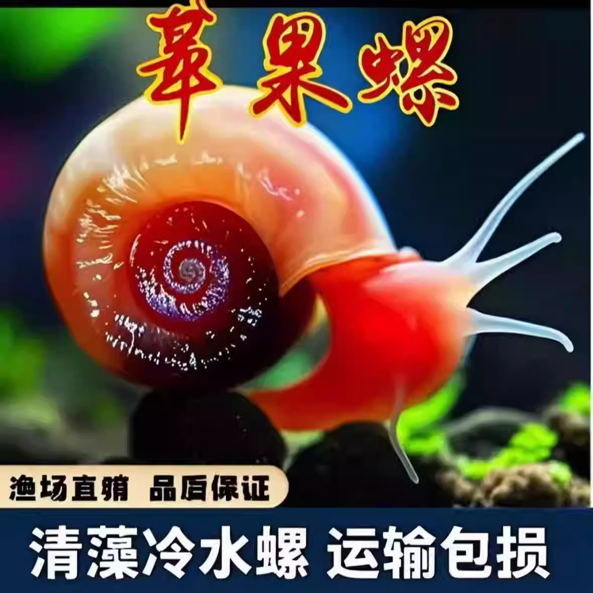 全红苹果螺观赏螺大号除藻螺黄金螺狗头鱼观赏龟活体饲料清洁包邮