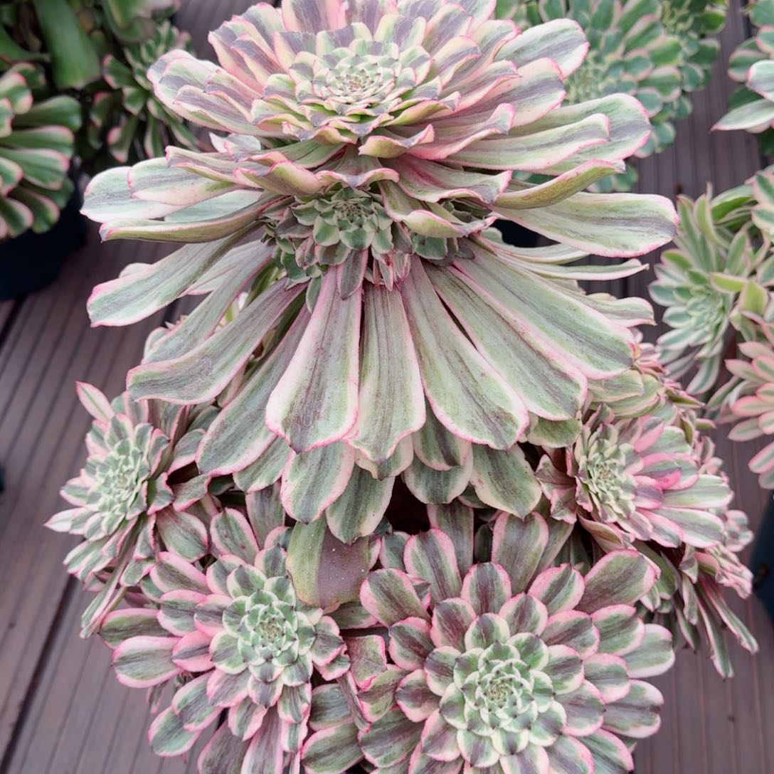 多肉植物发货发货