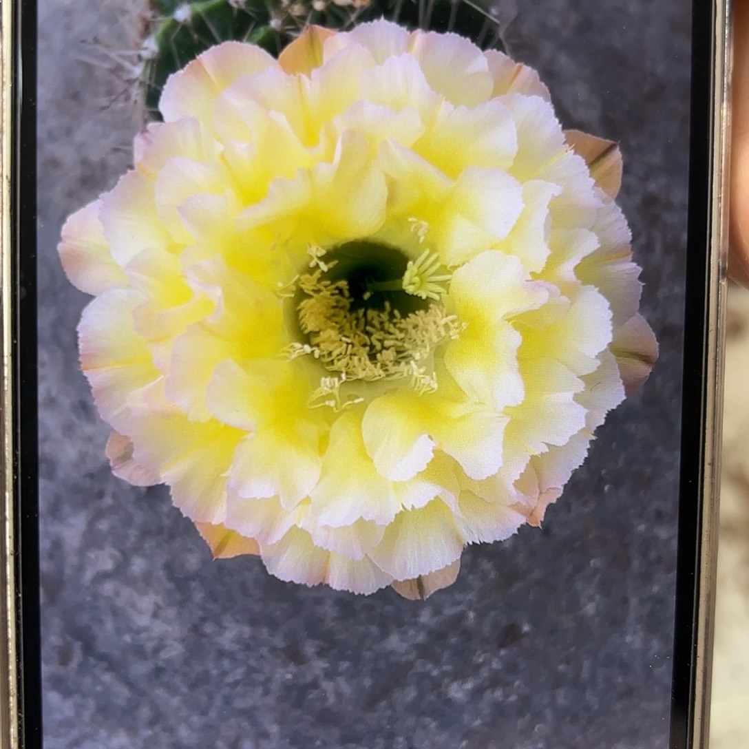 彩草青青蛋挞8公分左右