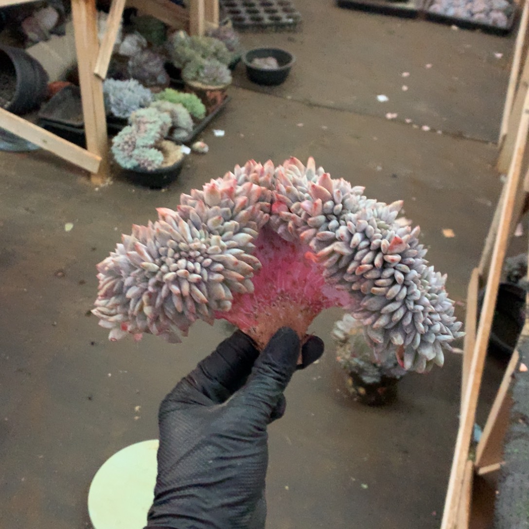 790号新疆西藏内蒙古不包邮