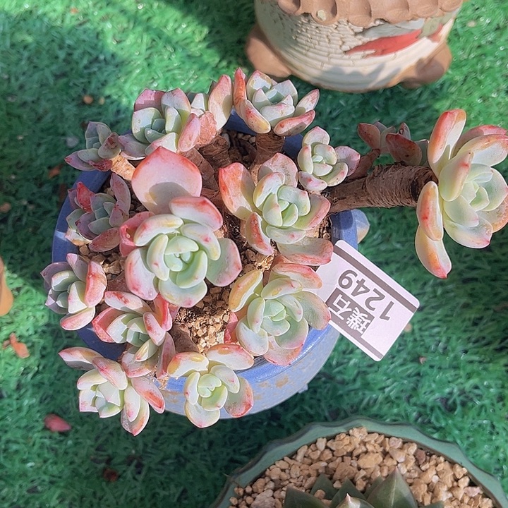 冷橙1249多肉植物