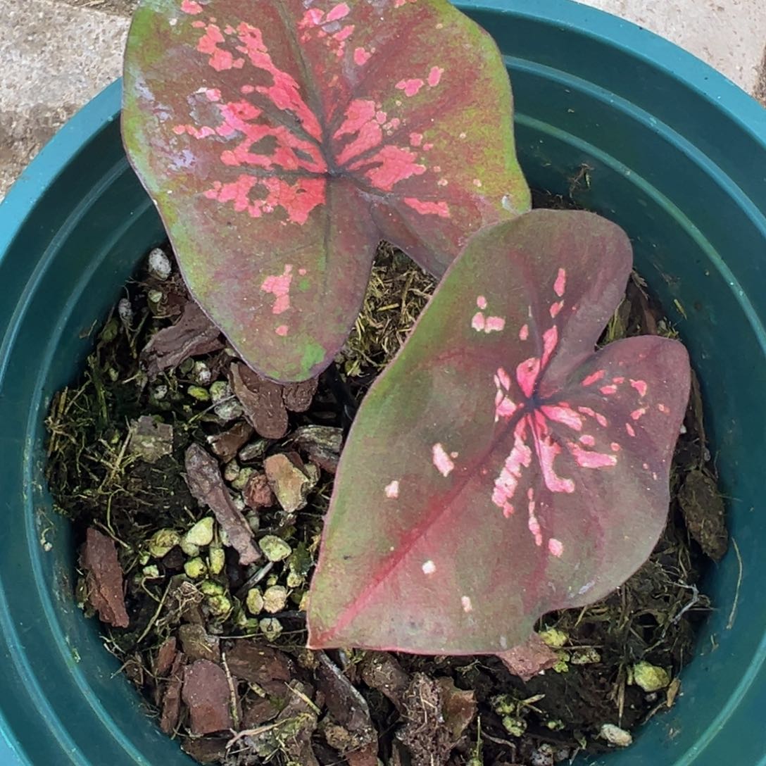 Y***g完全开放5953泰彩