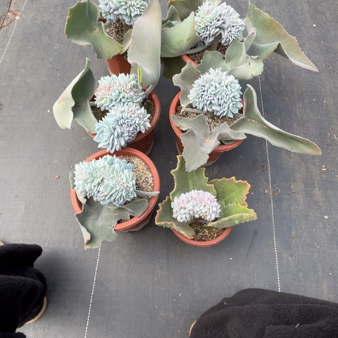 柒***节d20溏心雪天使缀化六颗加一