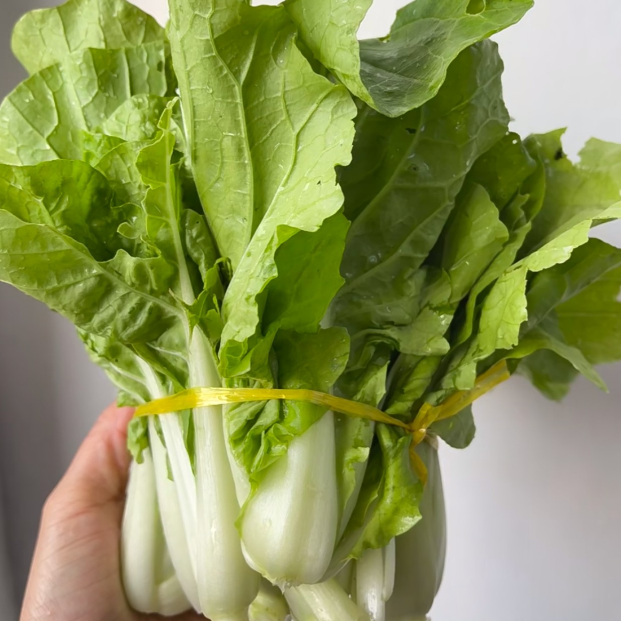 （阿辉代收）正宗高原农家自种小白菜