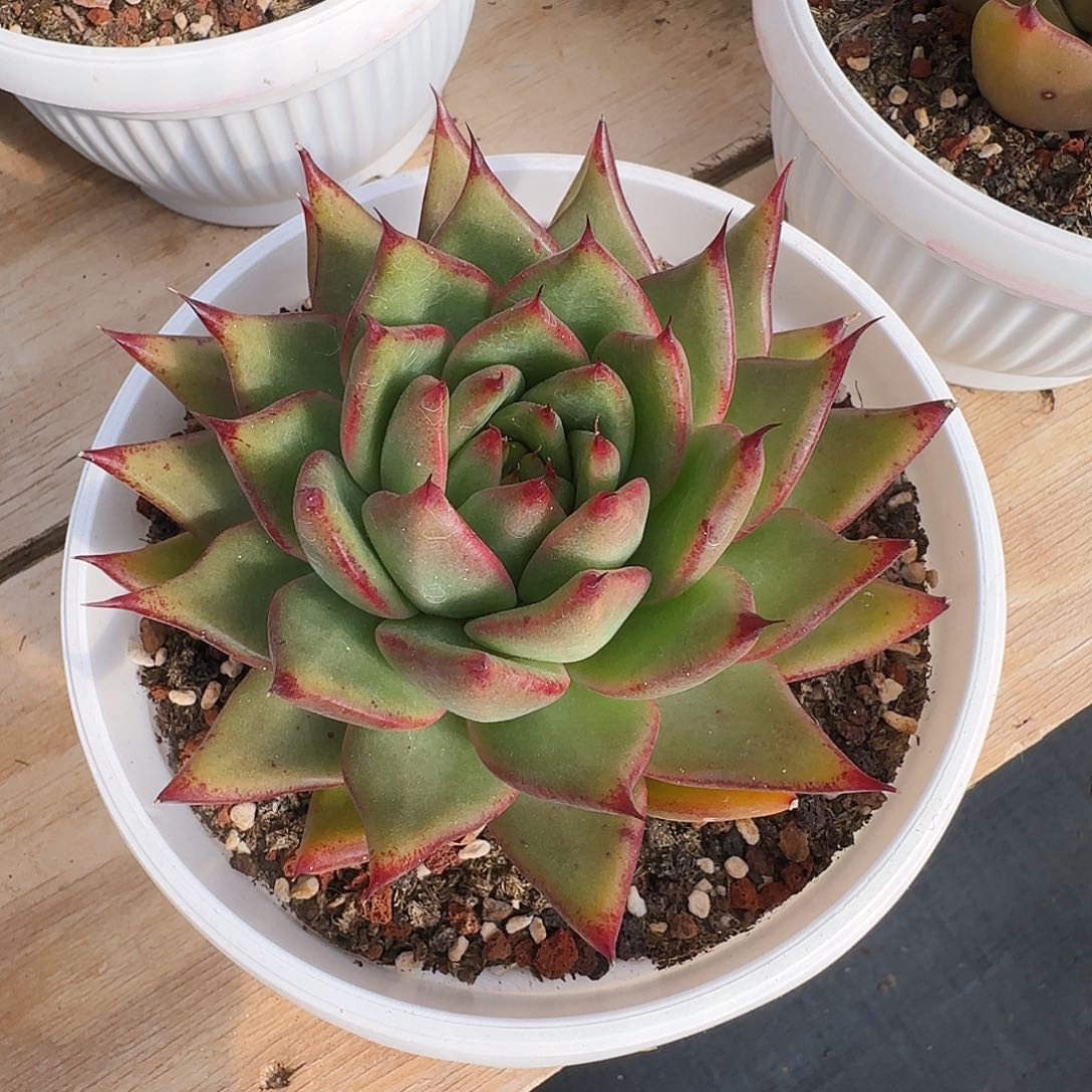 一物一拍两颗包邮