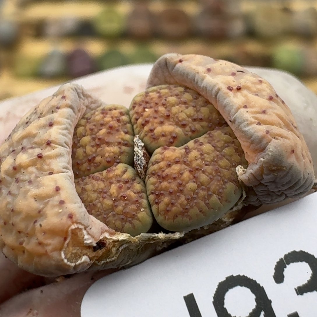 933哈哈哈哈哈哈哈哈哈