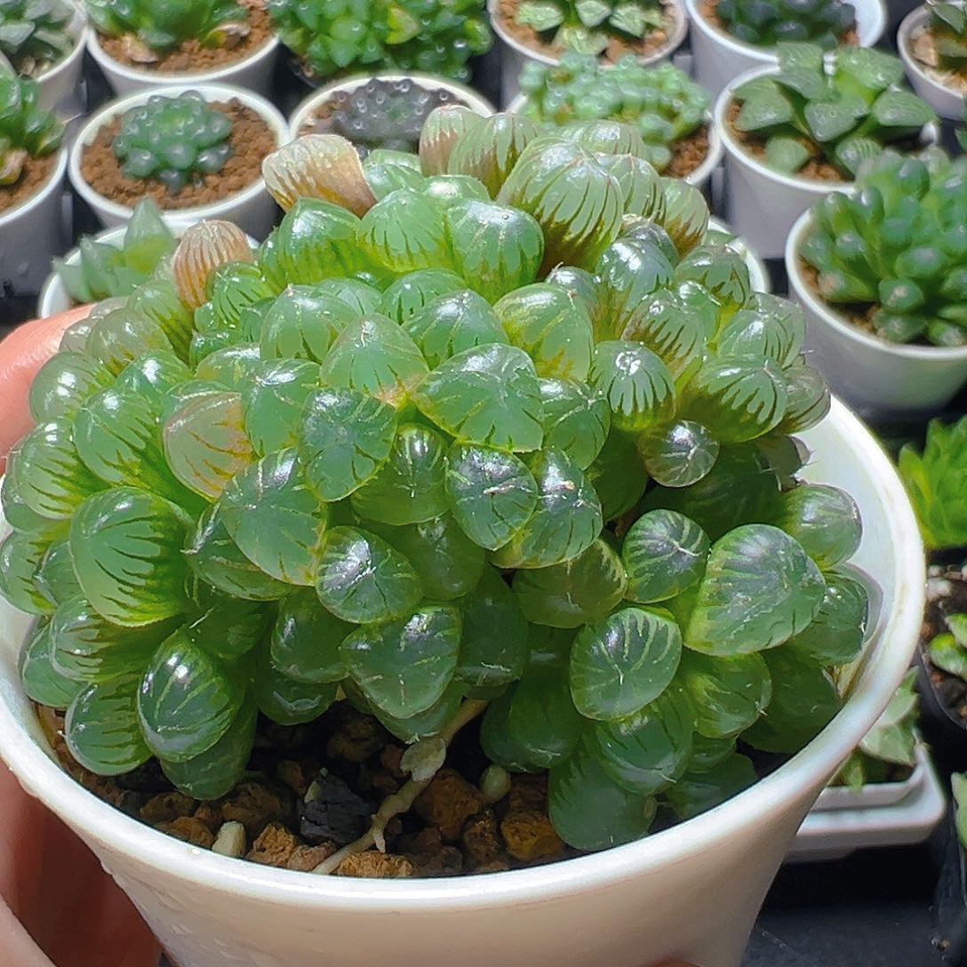 小叶冰灯群多肉多肉多肉