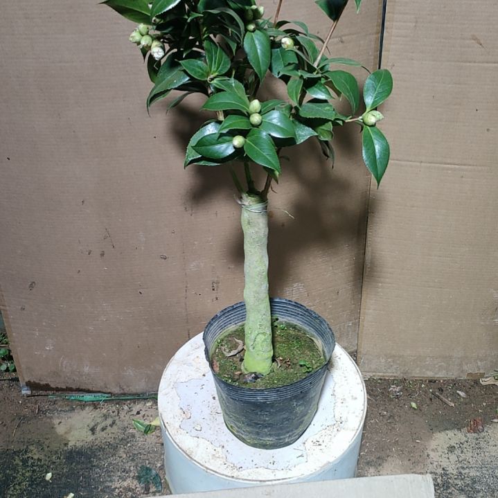 586朱露之舞，原盆原土发货，不包邮