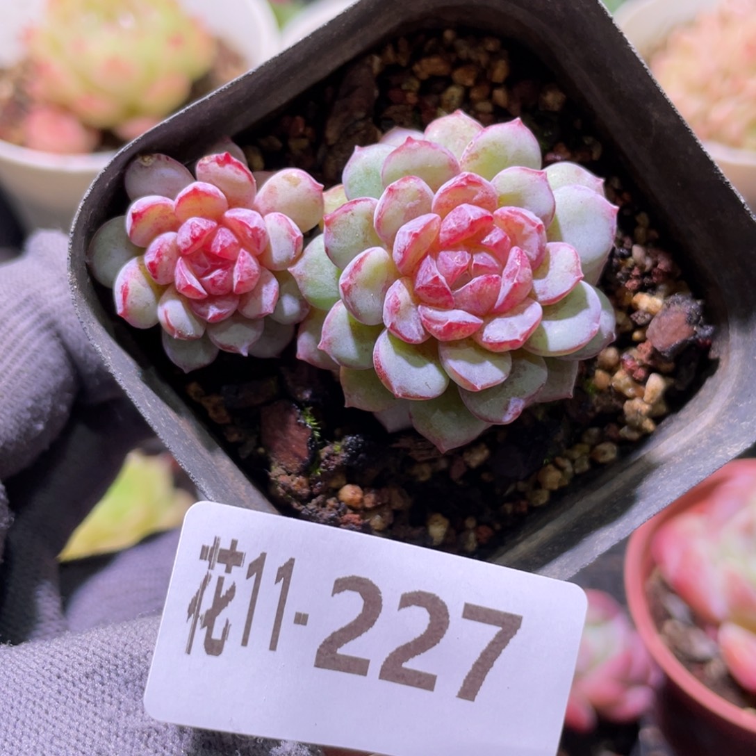 花利美11-227血钻