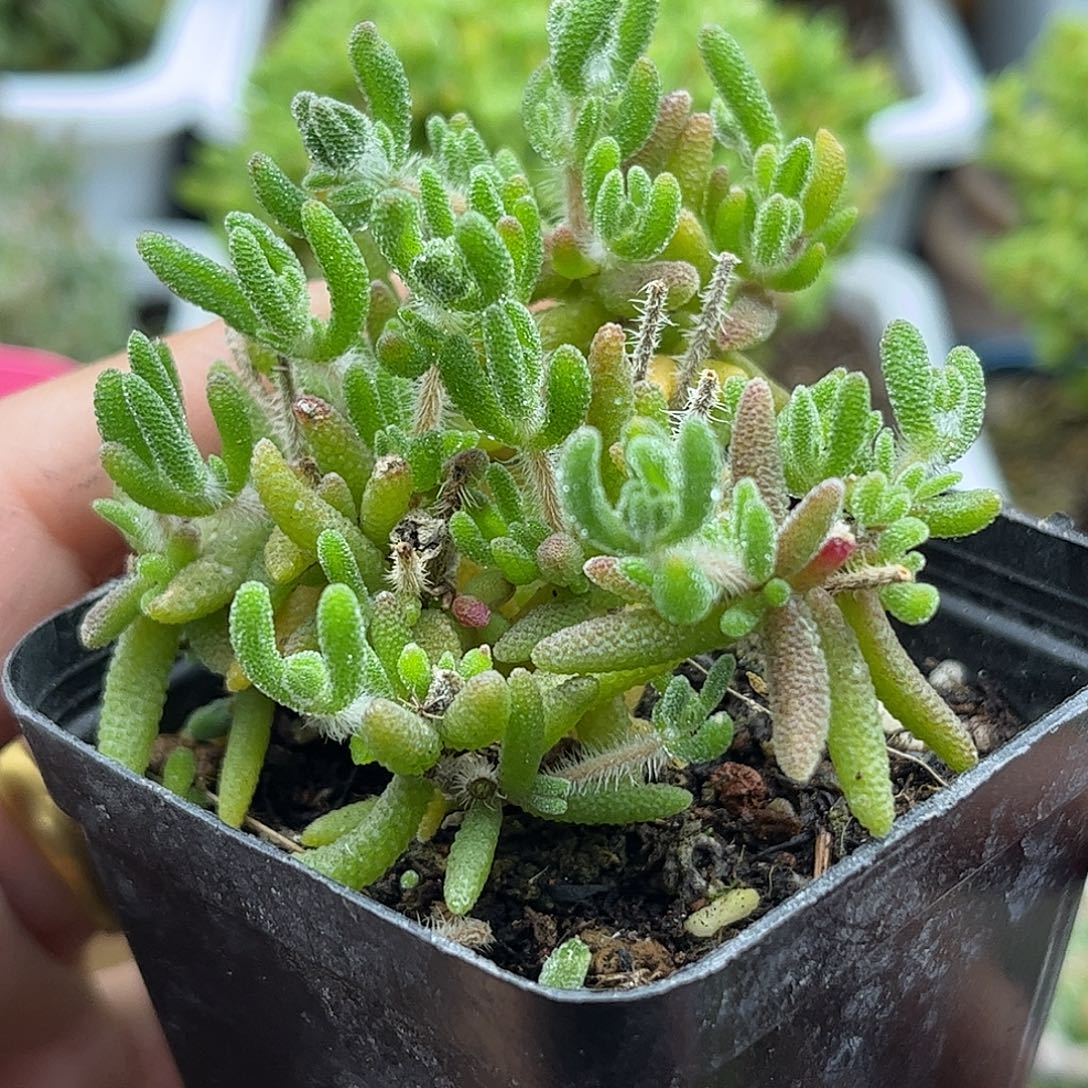 49狐尾优选枝干番杏