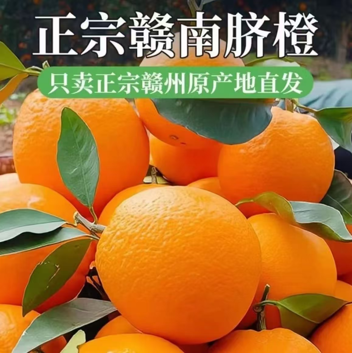 江西赣南正宗脐橙当季新鲜水果现摘现发