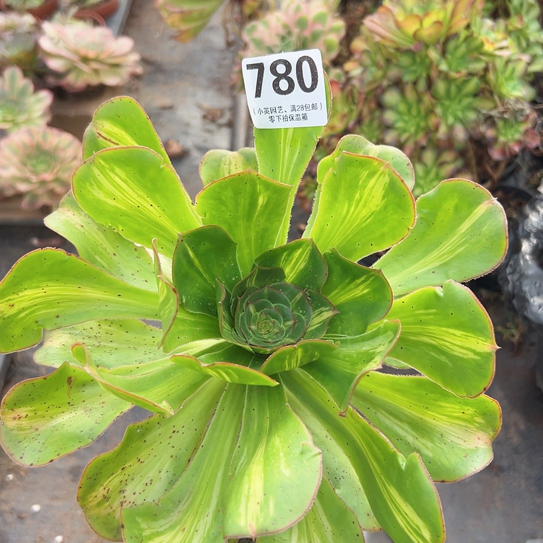 多肉植物多肉植物780