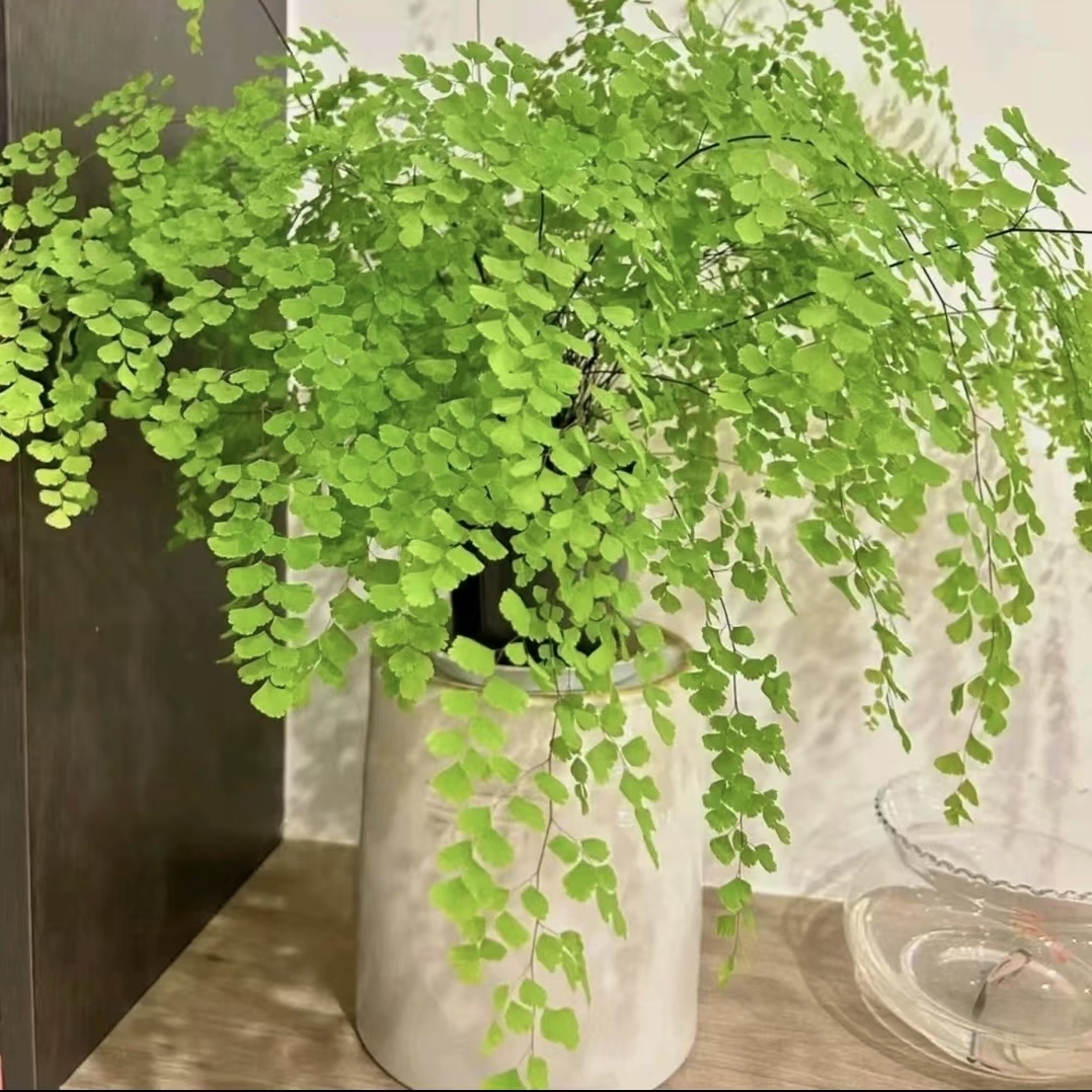 铁线蕨盆栽净化空气吸甲醛植物办公室新房花卉室内绿植四季常青