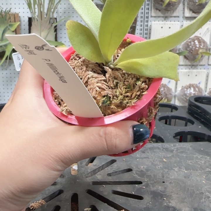 Nuga鹿角蕨哦哦哦