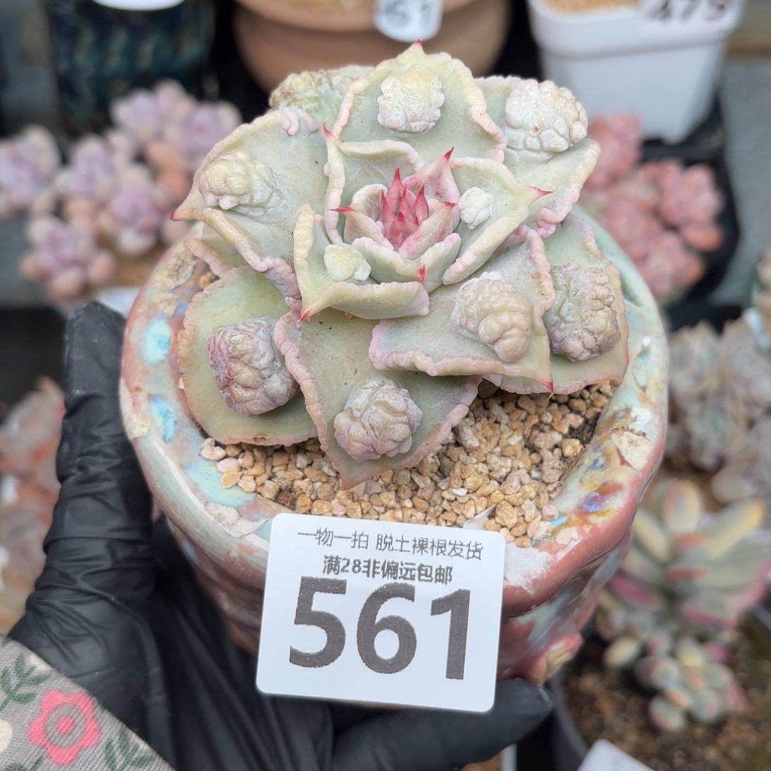 留财饺子皮无盆土发货