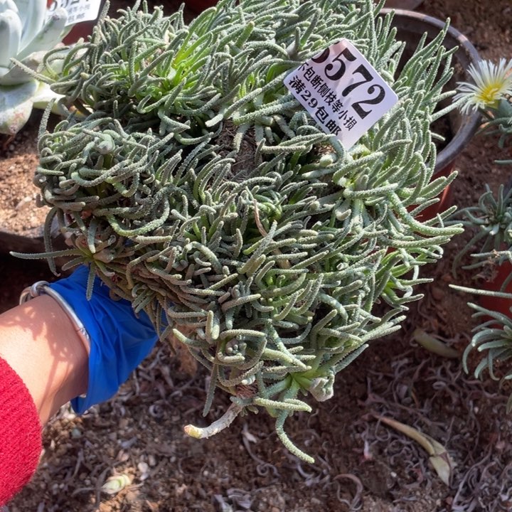 572号天赐多肉植物