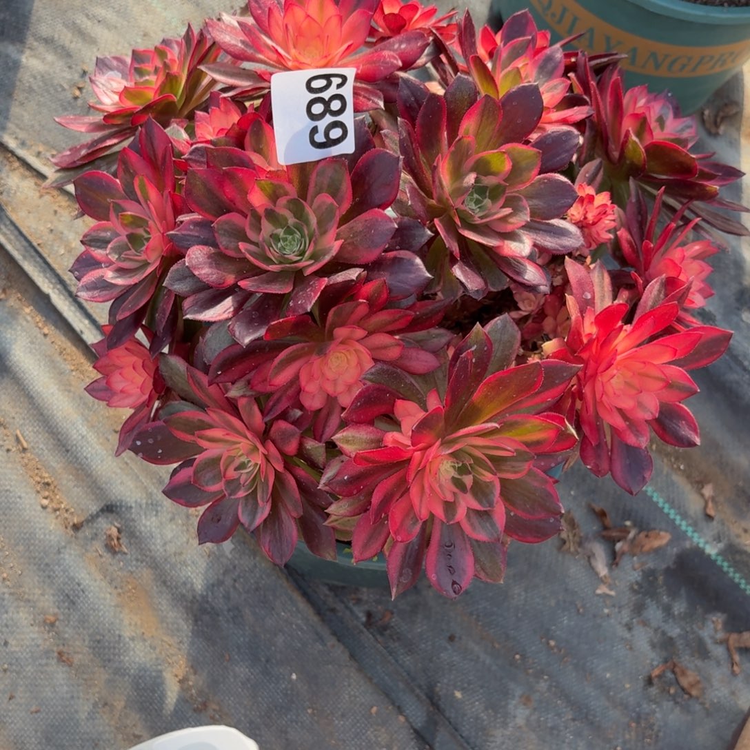 689大黑膜锦多肉植物