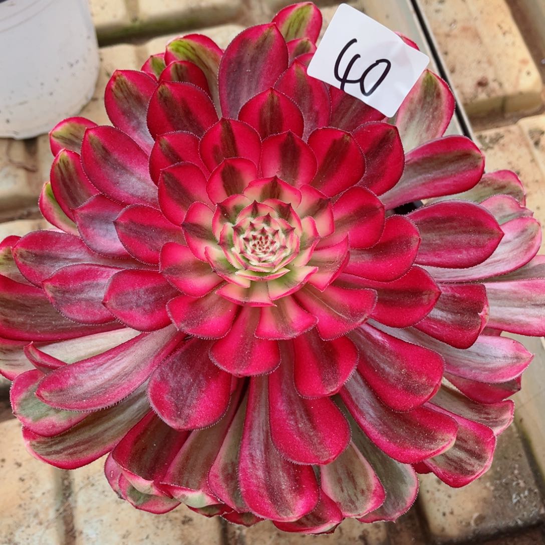 一物一拍多肉法师40