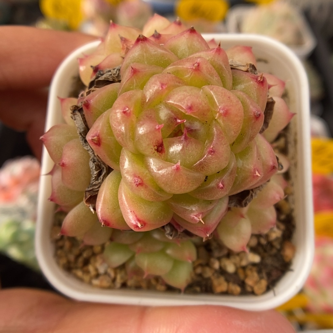 润玉珍妮群生888号。 