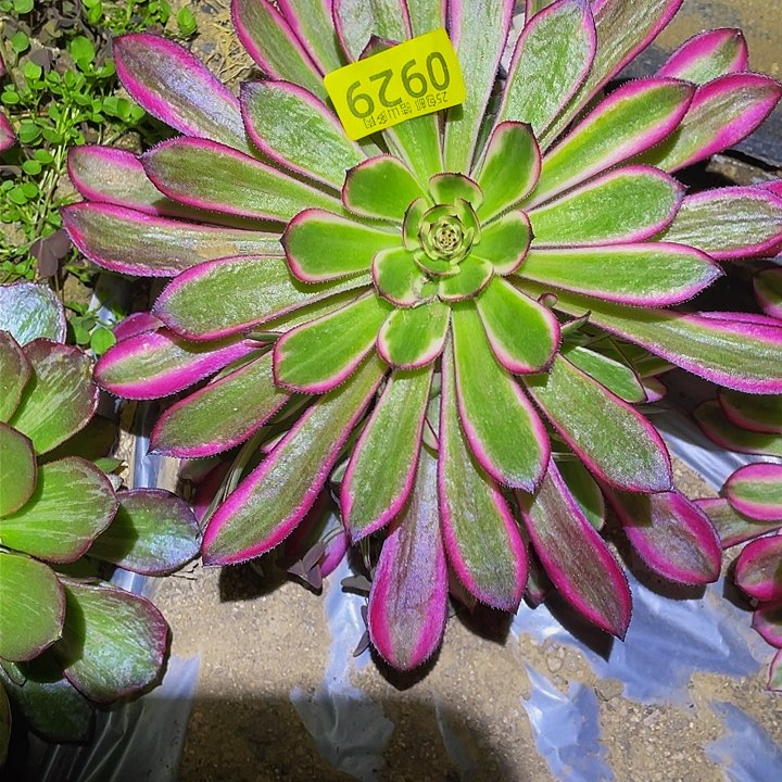 0929白月光多肉植物