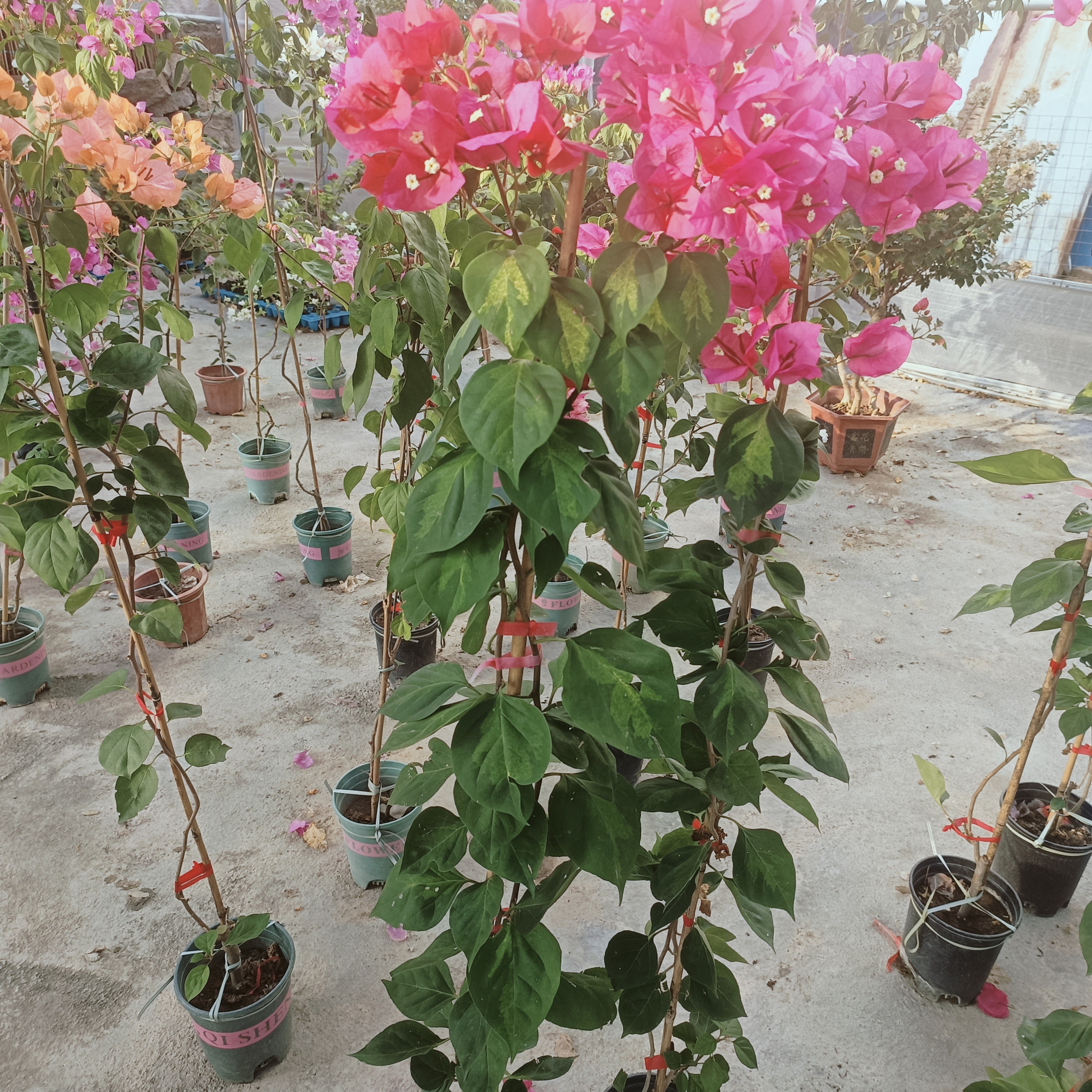 三角梅（2）号链接