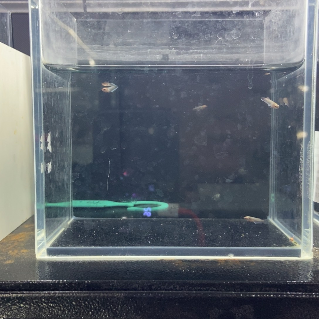 斗鱼包活不包损所见即所得015