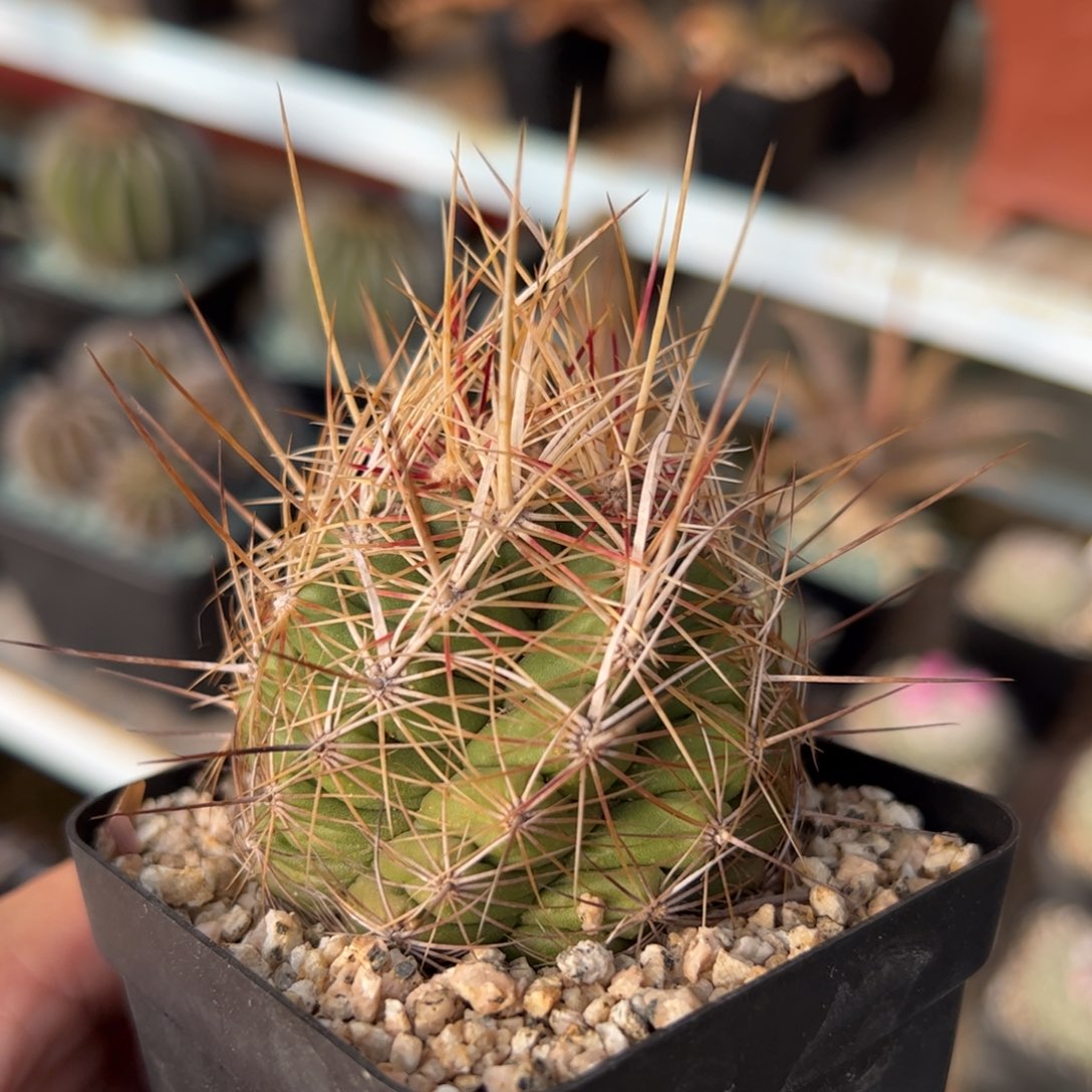 实生大统领 脱土发货 