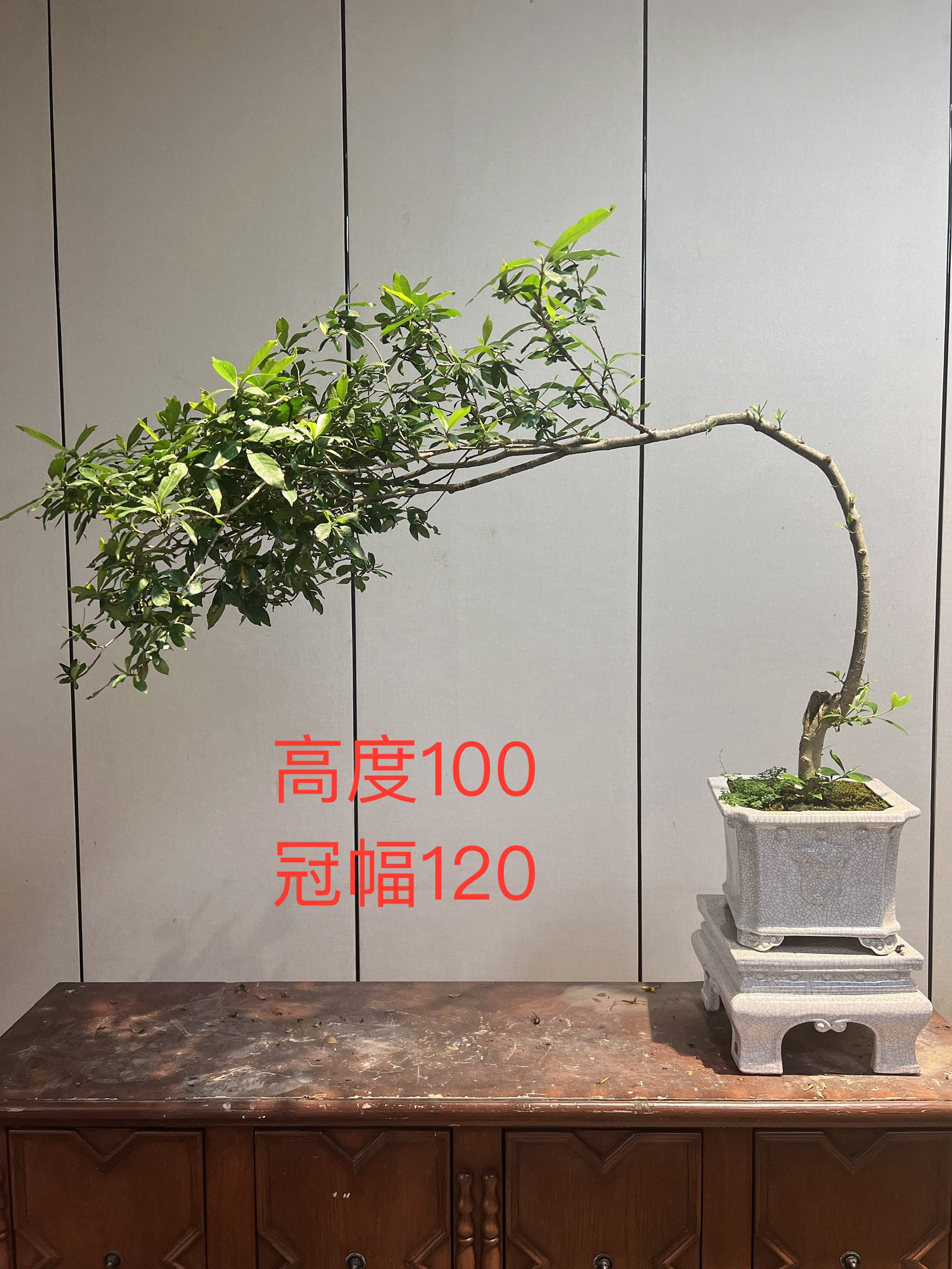 中规格小茶桌茶台漂海岛栀子花