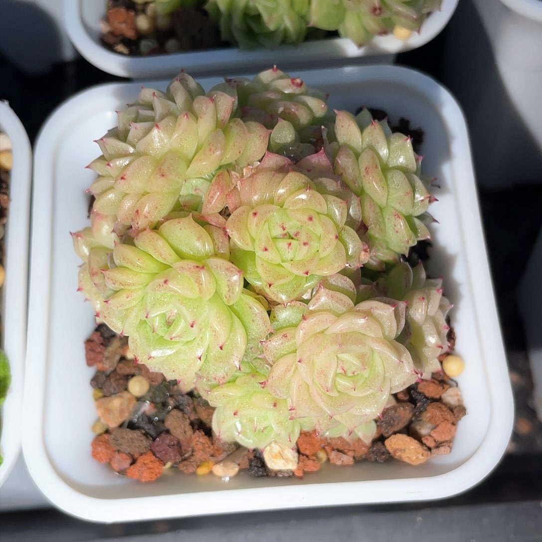 优选麦秆精品206