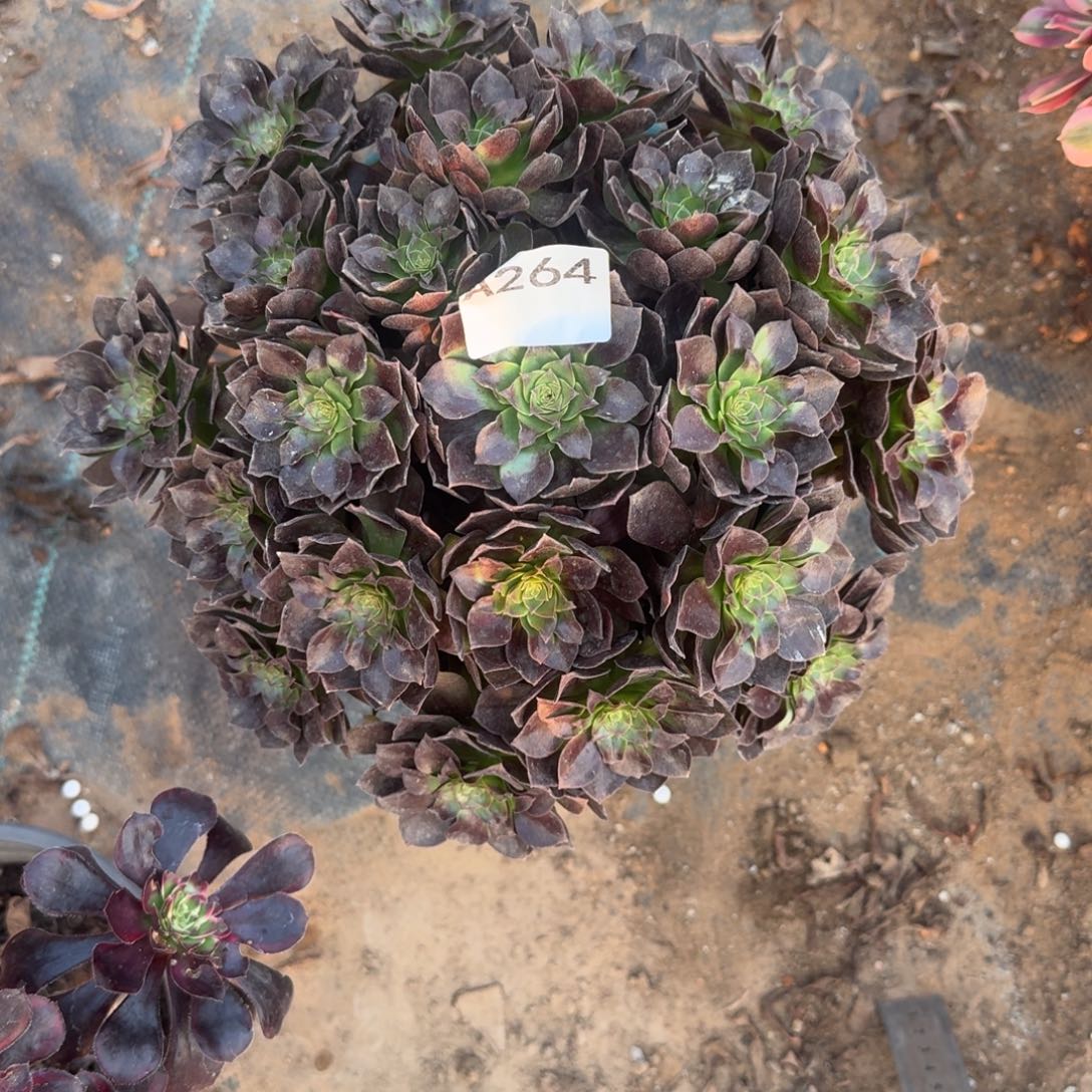 @****黑魔法师一物一拍264