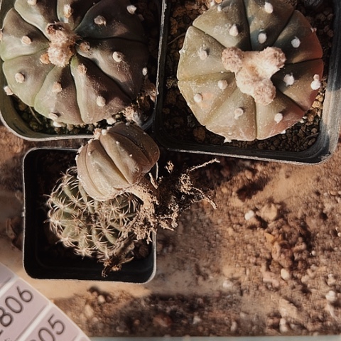 2793处理实生仙人球