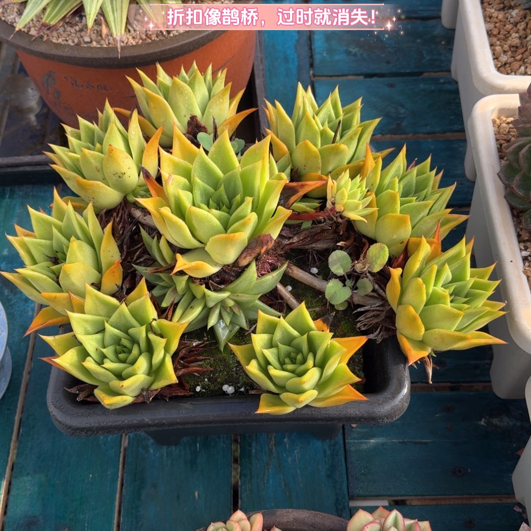 从前慢花园多肉编号0829-9999