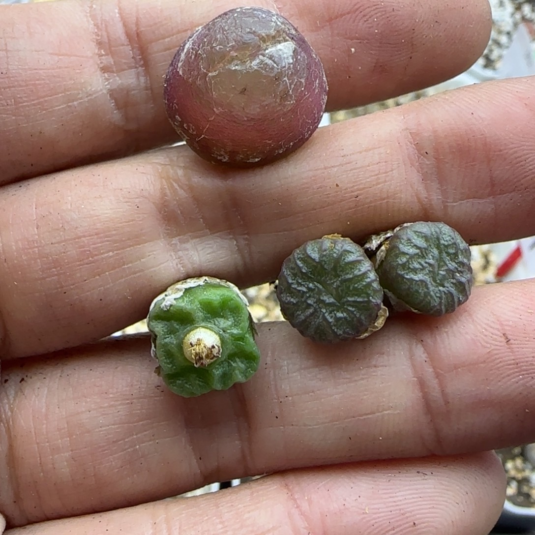 306肉锥清框福利30包邮