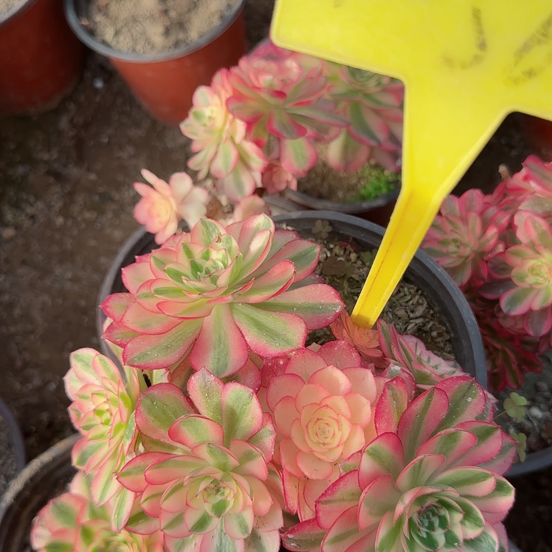 4-564---多头多肉植物