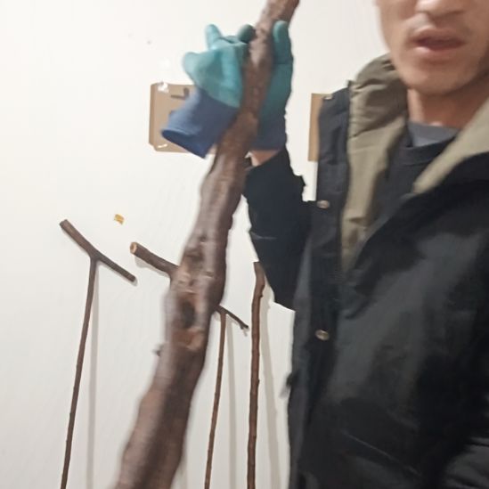 精品原木直播精品