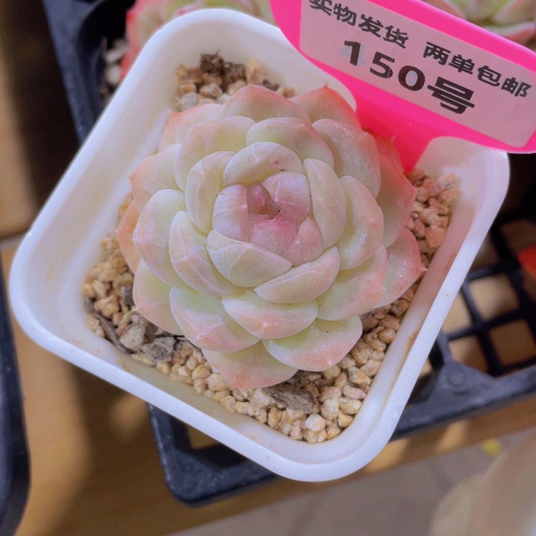 150号 天花板白桃汽水带盆