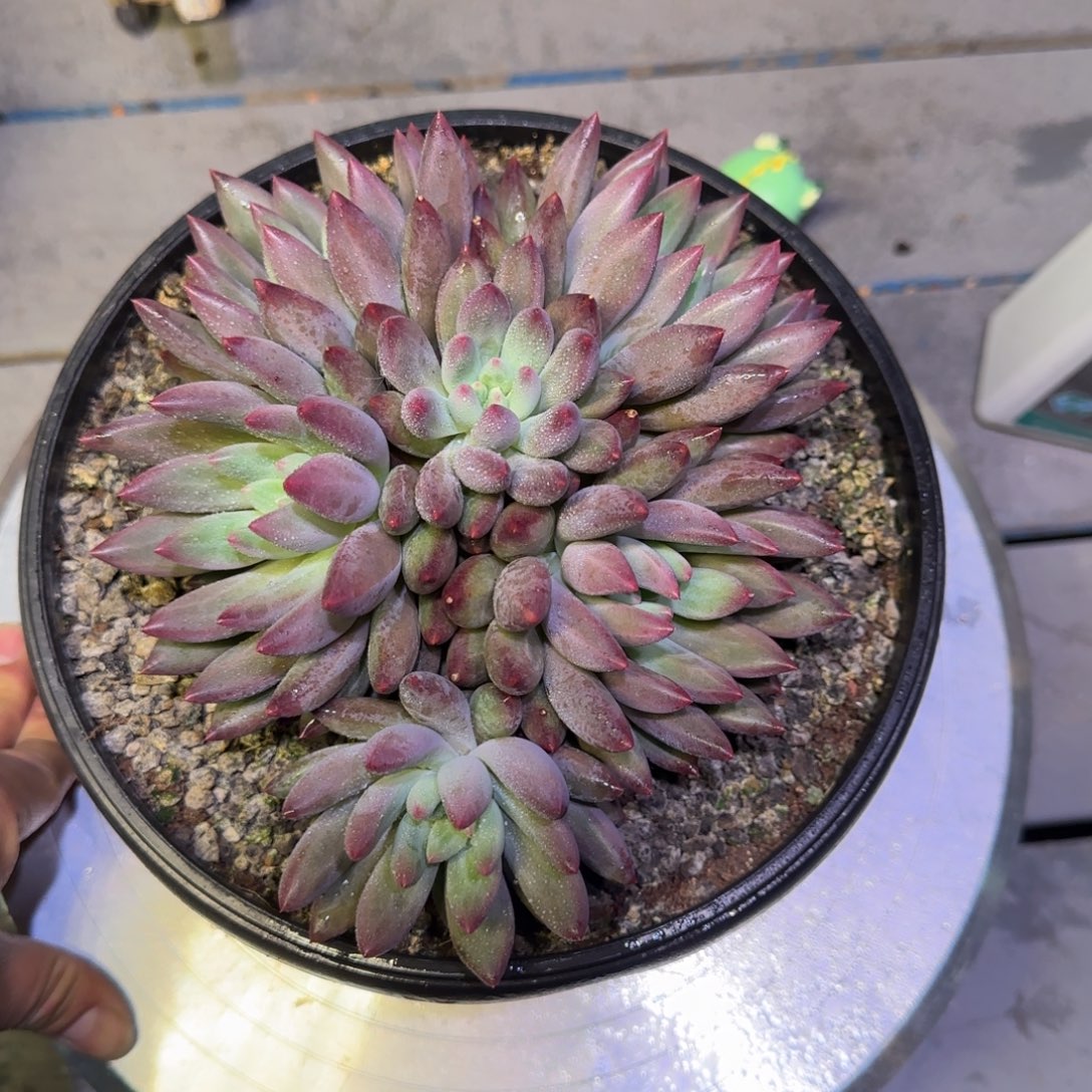 无花朵多肉植物一物一拍