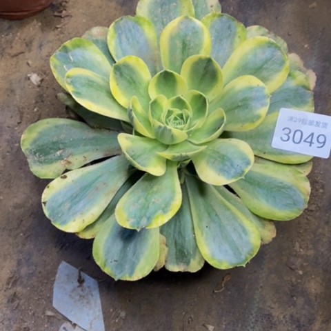 香炉盘多肉植物3049