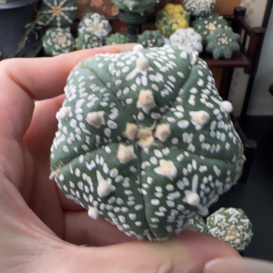 5.5cm 五星双11特价不退换