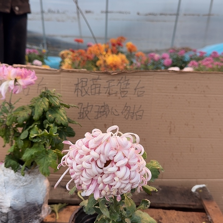 A****完全开放紫龙卧雪独本