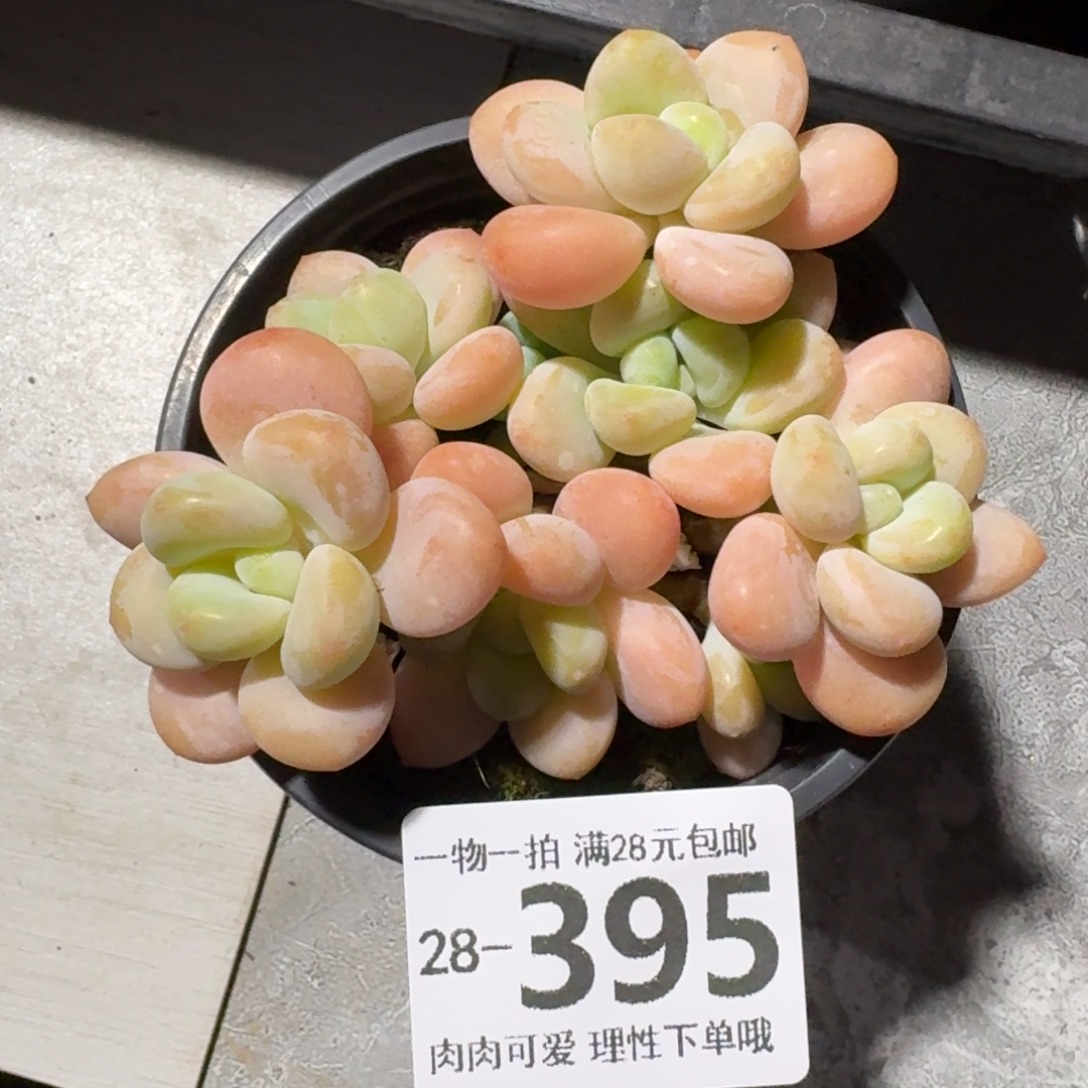 桔子洛神无盆土发货