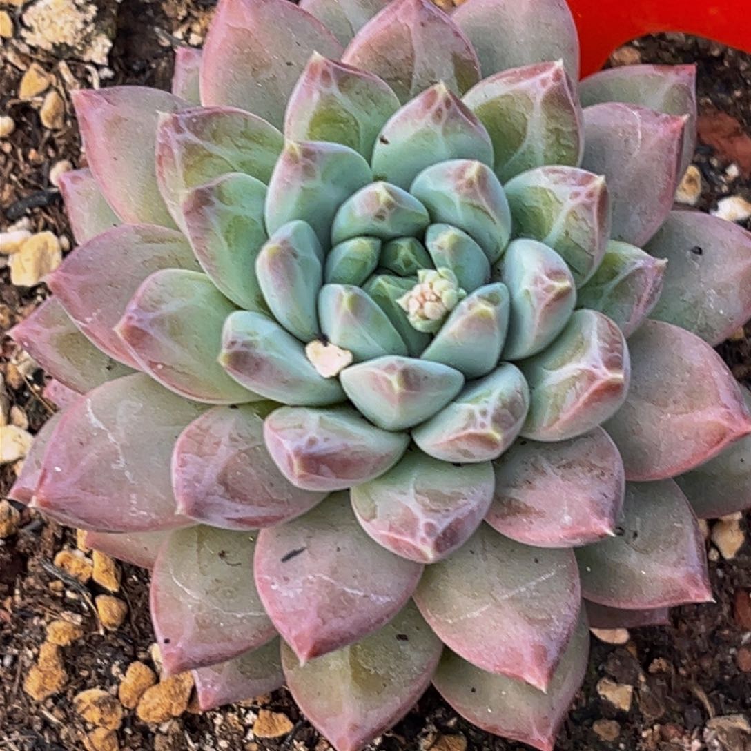 0013下午多肉植物群生