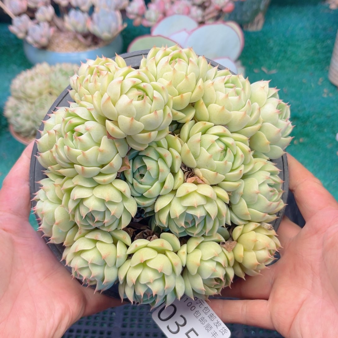 大0350。h c b v b b n j