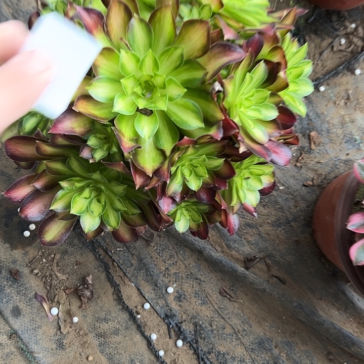 多肉法师植物链接6