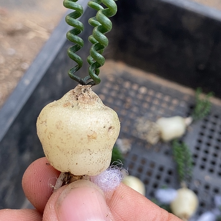 D*K6551钢丝弹簧草        