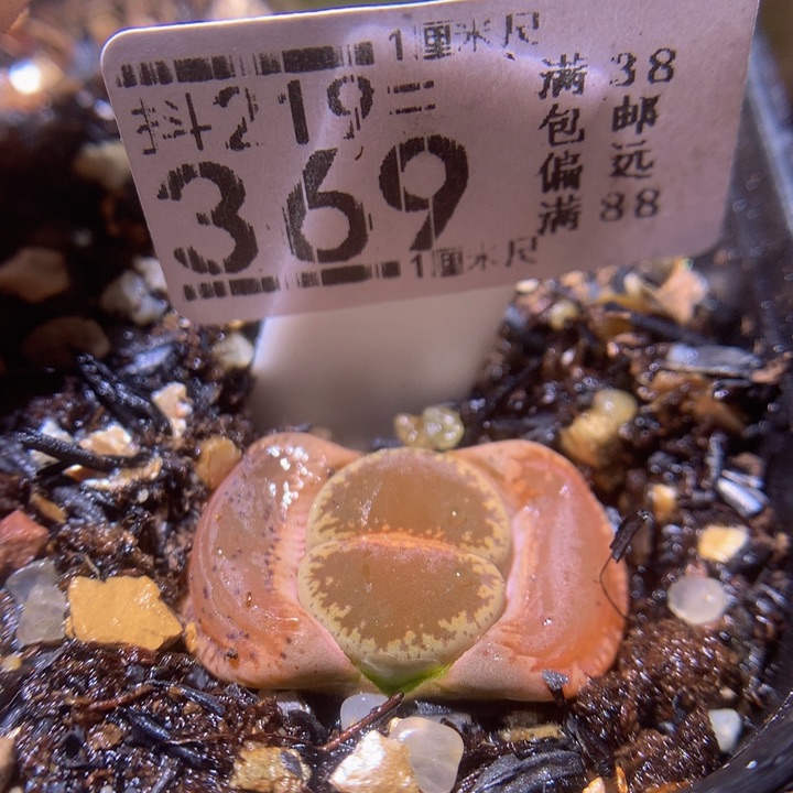 精品生石花219.369