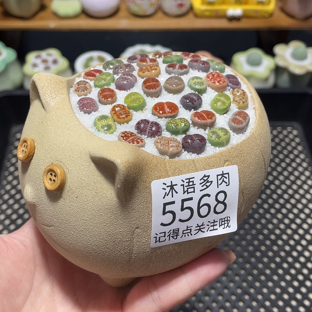 带盆土植物 一物一拍5568