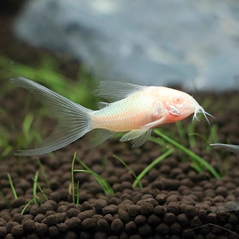 清洁工具鱼长尾白鼠鱼花椒鼠等热带观赏鱼好养耐活